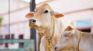 गोमाता ही राज्यमाता स्वागतार्ह निर्णय...