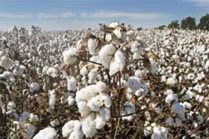 Jalgaon Cotton Rate : जळगावात कापसाला हंगामाच्या सुरुवातीलाच 8,500 रुपये भाव, दरवाढीची शक्यता