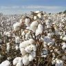 Jalgaon Cotton Rate : जळगावात कापसाला हंगामाच्या सुरुवातीलाच 8,500 रुपये भाव, दरवाढीची शक्यता