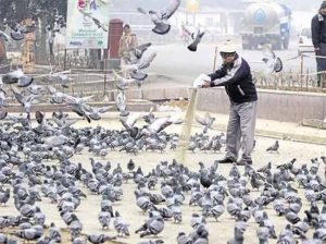 Pigeon Feeding : पारव्यांना खाऊ देताय, सावधान! बसेल मोठा फटका