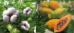 Papaya And Cotton Price Fall : कापसाचे दर गडगडले, पपईलाही मिळतोय कवडीमोल भाव; उत्पादक शेतकरी अडचणीत!