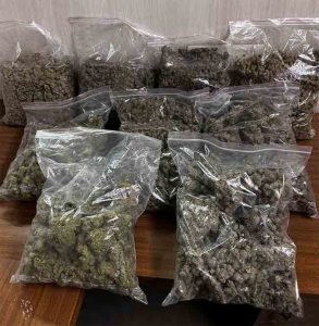 Drugs: मुंबई विमानतळावर तब्बल ११ कोटींहून अधिक किंमतीचा गांजा जप्त, एका व्यक्तीला अटक