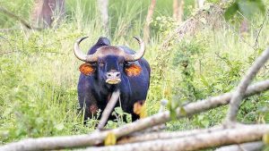 सिंधुदुर्ग जिल्ह्यात गवारेड्यांची दहशत