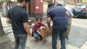 Kalyan Dombivli : लंडनहून अँटी रेबीज लसीकरणासाठी टीम कल्याण डोंबिवलीत दाखल