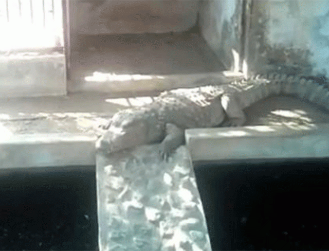 Illegal Crocodiles : धक्कादायक! छापा टाकायला गेलेल्या आयकर विभागाला पैसे नाही तर सापडल्या मगरी