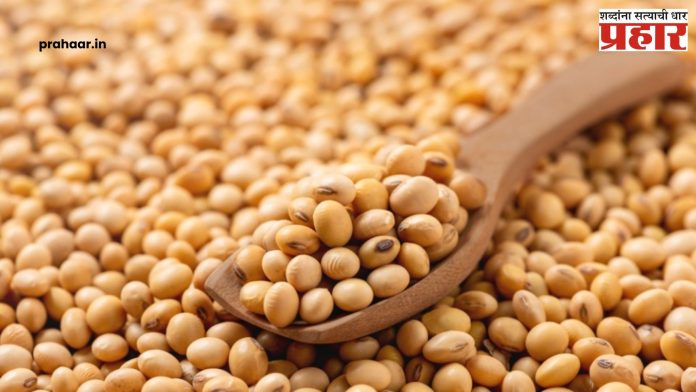 Soybean : देशात सर्वाधिक सोयाबीन खरेदी महाराष्ट्रात