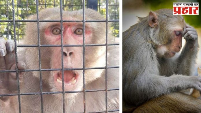 Monkey : माकडाला पकडण्यासाठी वन विभाग पिंजरे लावणार