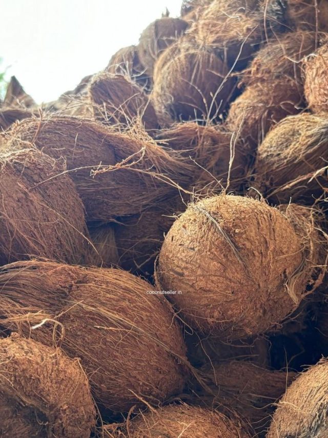 घरामध्ये या ३ गोष्टी ठेवणे मानले जाते शुभ, चौपट होईल प्रगती