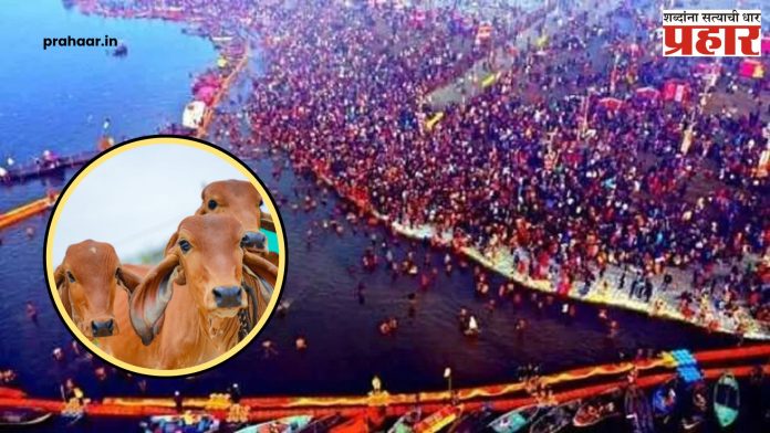 Mahakumbh 2025 : गायीला राष्ट्रमातेच्या दर्जासाठी महाकुंभमेळ्यात होणार 'महायज्ञ'