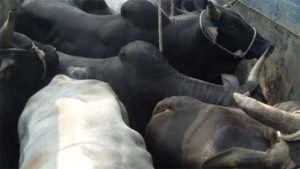 Wardha News : ५१ म्हशींची अवैध वाहतूक करणारा कंटेनर पकडला, पाच जण अटकेत