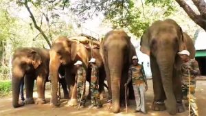Elephants on Winter Vacation : महाराष्ट्रात हत्तींना हिवाळी सुट्टी!