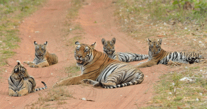 Tadoba : उपासमारीमुळे चंद्रपूर जिल्ह्यातील वाघ मृत्यूशी झुंज देतायत