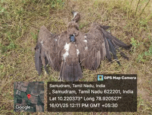Tadoba Chandrapur : ताडोबातील 'त्या' गिधाडाचा विजेच्या धक्क्याने मृत्यू