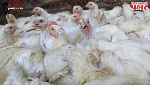 Prices Of Chicken : जीबीएसचा परिणाम: चिकनचे दर घसरले, तर मासळी महागली!