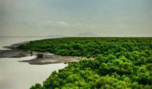Salav Bridge Alibaug : साळाव पुलाच्या कामामुळे कांदळवन धोक्यात