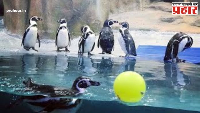 Mumbai Rani Baug Penguin : राणीबागेतील पेंग्विन कक्षाची जबाबदारी पुन्हा हायवे कन्स्ट्रक्शन कंपनीवरच