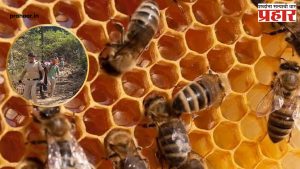 Shivneri Fort Mohal Bees Attack : शिवनेरी किल्ल्यावर आग्या मोहळ मधमाशांचा पर्यटकांवर हल्लाबोल; ५० ते ६० पर्यटक जखमी