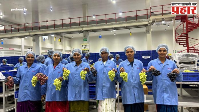 Mahindra : महिंद्राने भारतीय टेबल द्राक्षांच्या निर्यातीला सुरुवात करत गाठला २० वर्षांचा टप्पा