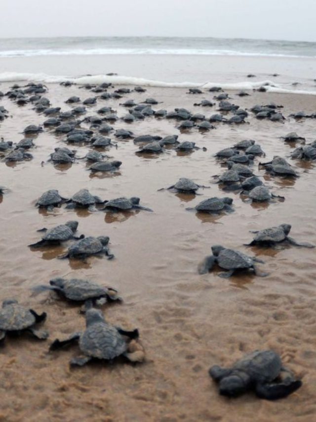 Harihareshwar Olive Ridley : हरिहरेश्वर येथील सागरात झेपावली ऑलिव्ह रिडलेची पिल्ले