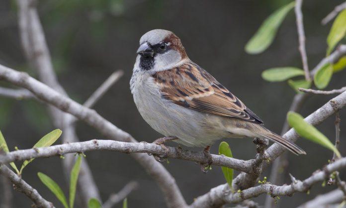 Sparrow : शहरांच्या झपाट्याने होणाऱ्या विस्तारामुळे घटली चिमण्यांची संख्या