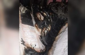 शिक्षिकेने तपासण्यासाठी आणलेले बारावीचे पेपर घरात जळून खाक