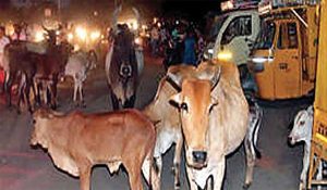 जामखेडमध्ये मोकाट जनावरांची झुंडशाही