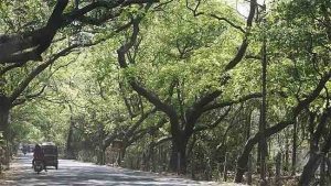 वाढत्या उष्णतेमुळे मुंबईतील झाडांची सर्वे मोहिम