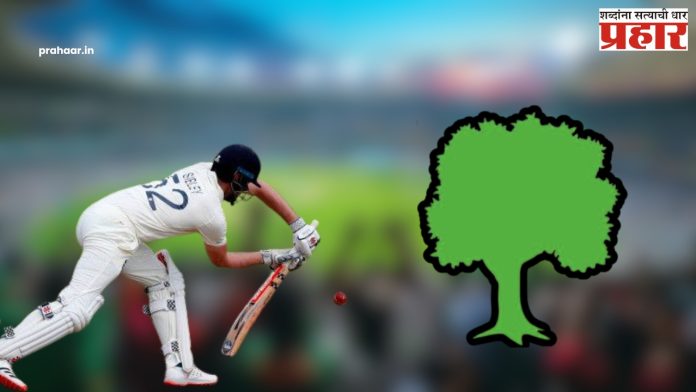 Dot Ball : IPL चे डॉट बॉल आणि झाडांचं काय आहे कनेक्शन ?