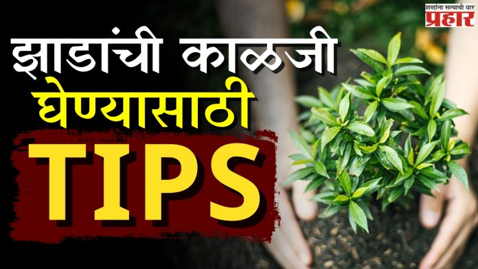 Summer Tree : उन्हाळ्यात घरातील बाग किंवा कुंड्यांना असं ठेवा ताजंतवानं!