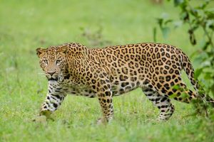 Leopard : बिबट्यांची नसबंदी करा, असं कोण म्हणालं ?