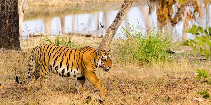 महाराष्ट्र वाघांसाठी 'यमलोक', राज्यात चार महिन्यांत २० वाघांचा मृत्यू