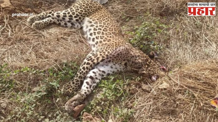 Mumbai-Goa Highway  : मुंबई-गोवा महामार्गावर वाहनाच्या धडकेने बिबट्याचा जागीच मृत्यू