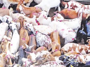 धार्मिक पशुवधाच्या परवानगीसाठी महापालिकेकडून ऑनलाइन सुविधा