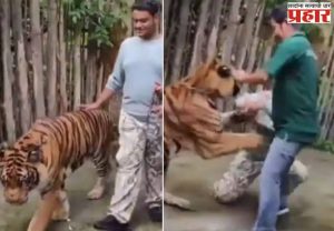 Tiger Attack Video: वाघासोबत सेल्फी काढणं तरुणाला भोवलं, अखेर अघटित घडलं