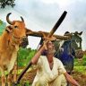 Ahilyanagar : अहिल्यानगरमध्ये पाच लाख हेक्टरवरील खरीप पिके संकटात, महिनाभरापासून पाऊस गायब