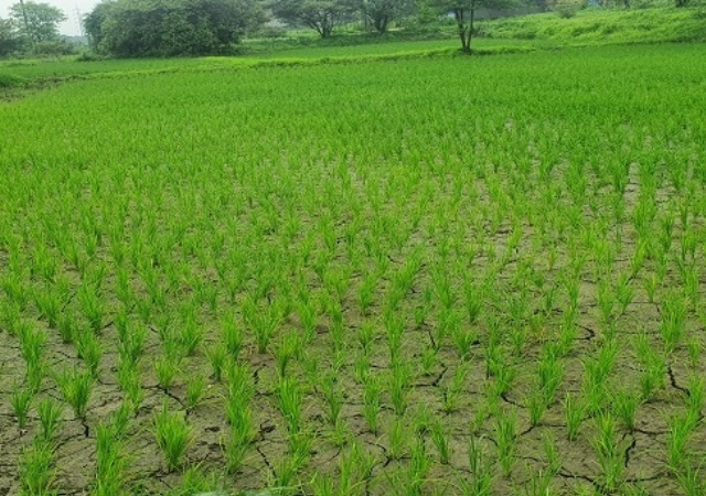 महाराष्ट्रात ११.७० लाख हेक्टर शेतजमीनीवर पेरण्या