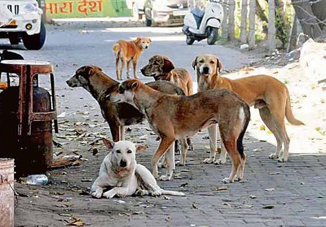 भटका कुत्रा चावल्याने मृत्यू झाल्यास पीडित कुटुंबीयांना मिळणार ५ लाखांची भरपाई
