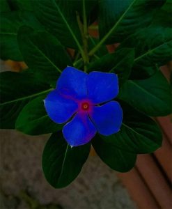 संवाद एकाकी फुलाशी
