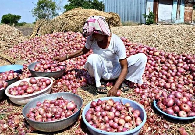 Nashik : कांदा उत्पादकांना मोठा दिलासा! ‘नाफेड-NCCF’ थेट बाजारात; 'या' दिवसापासून कांदा खरेदी सुरू