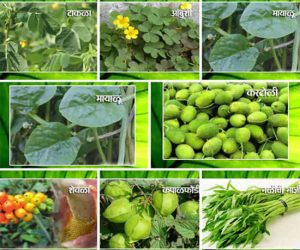 पावसाळ्यातील रानभाज्यांचा खजिना; निसर्गाकडून मिळालेला एक आरोग्यदायी वरदान!
