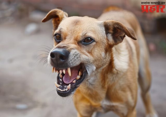 Stray Dog Attack on Child: चार वर्षीय चिमुकल्याचे पिसाटलेल्या कुत्र्याने तोडले लचके, जळगावात मोकाट कुत्र्यांची दहशत वाढली!