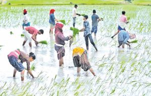 तांदळाचे विक्रमी उत्पादन आणि सरकारची धोरणे