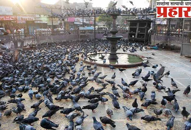 कबुतरखाना बंद करण्यासाठी महापालिका अॅक्शन मोडवर, दाणे टाकणाऱ्यांना ५०० रुपयांचा दंड