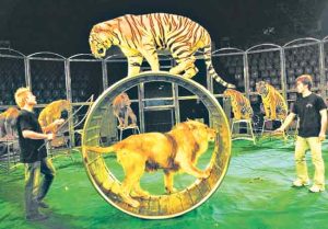 सर्कस आणि आपण