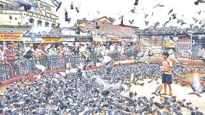 कबुतरांची विष्ठा मानवी आरोग्यास घातकच