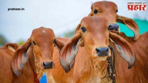 Nashik News : गोवंश तस्करी प्रकरणी पोलिस आक्रमक, माजी महापौरांवर गुन्हा दाखल