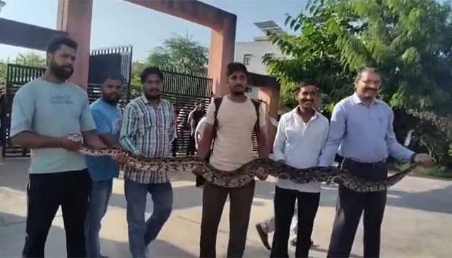 शिक्षक भरतीवेळी महाविद्यालयाच्या आवारात दिसले महाकाय अजगर
