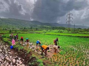 कोकणातील शेतकऱ्यांची नवी उभारी