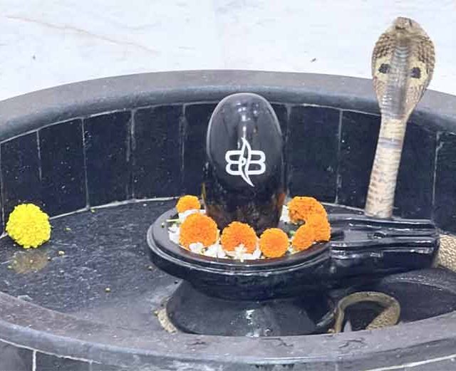 महादेवाच्या पिंडीवर अवतरली नागदेवता! बघ्यांची उसळली गर्दी
