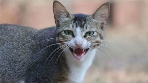 Animal Cruelty Case : चेंबूरमधील मांजर हत्या प्रकरणात आरोपीला २४ तासांत जामीन; प्राणीप्रेमी संतप्त, कठोर कारवाईची मागणी